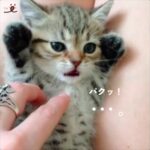 子猫の反応が、かわいすぎ