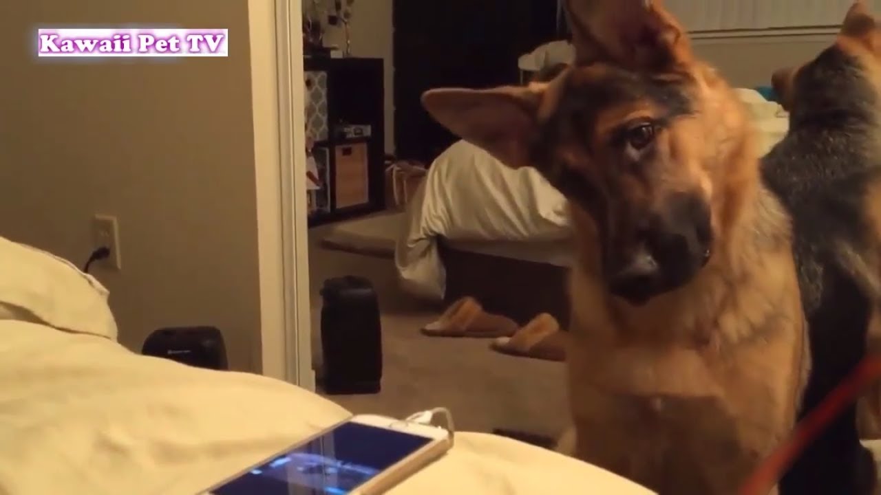 かわいいジャーマンシェパード犬の超おもしろいハプニング 動画集 話題のトレンド通信