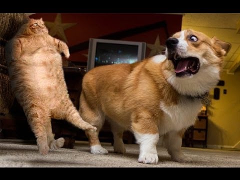 絶対笑う 最高におもしろ犬 猫 動物のハプニング 失敗画像集 2 話題のトレンド通信